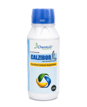 CALZIBOR